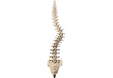 Non-surgical Treatment of Adolescent Scoliosis